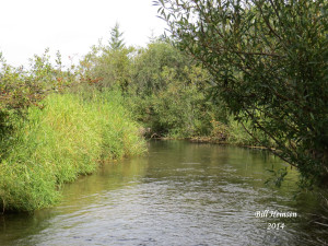 The river, shallow in the fall, has become a trout producing river again.