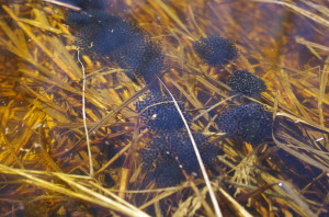innisfail natural area ina frog eggs 