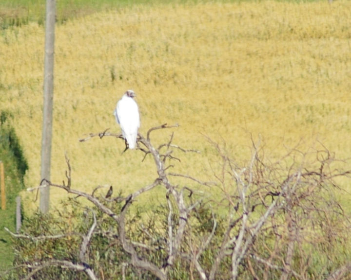 Hawk, Red-tailed white 001