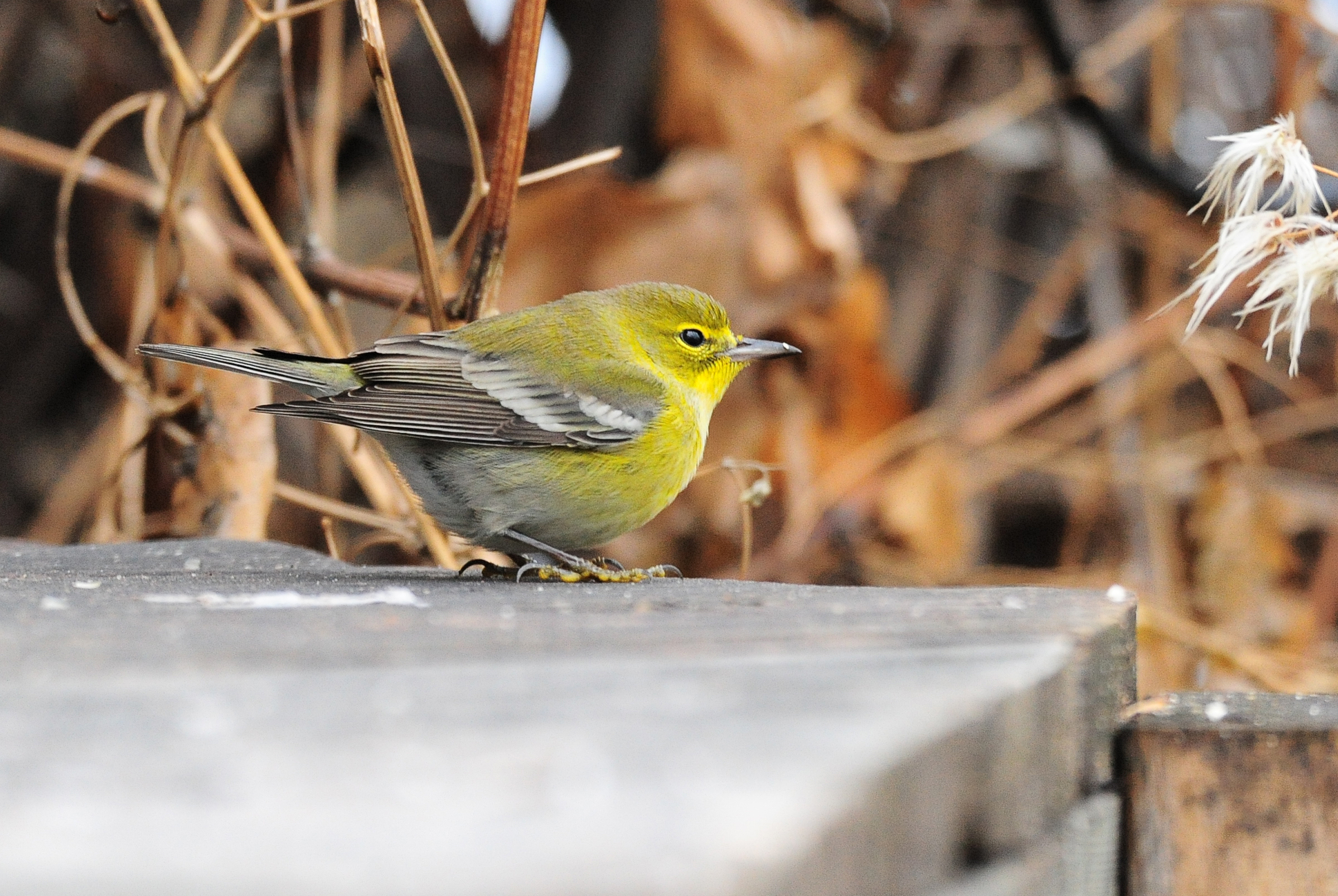 Pine Warbler was first seen at a feeder at Sylvan Lake on November 3, 2015 and last seen on November 6.