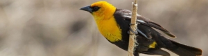 Yellow and black Blackbird perched on a twig