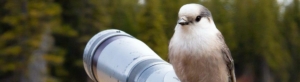 Canada Jay bird sitting on camera lens