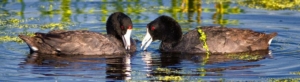 two coots, beak to beak in the river
