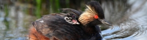 Eared Grebe in lake with baby snuggled into neck