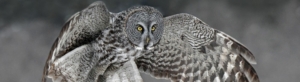 Great Gray Owl flying