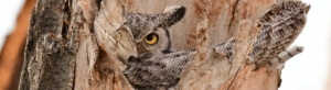 Great Horned Owl peaking through hollowed out tree
