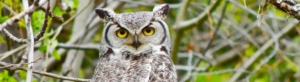 Great Horned Owl with large yellow eyes