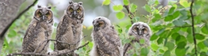 4 long eared owlets on a tree