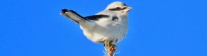 white Northern Shirke perched on tip of pine tree
