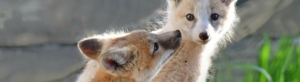 red fox kit sniffing another red fox kit
