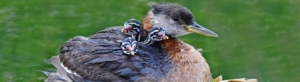 Red-Necked Grebe with 3 babies snuggled in around neck