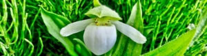 Blooming White Lady Slipper amongst the grass