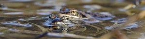 2 wood frogs peaking up from lake