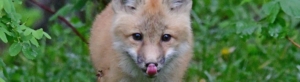 Red fox licking lips