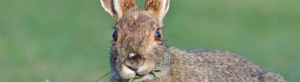 Snowshoe Hare eating Dandelion