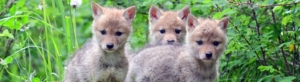 Baby Coyotes