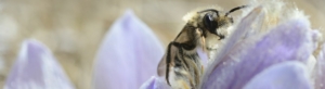 Bee in Crocus