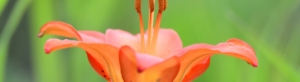 Blooming orange Western Wood Lily